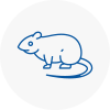 Rat Control Porthmadog